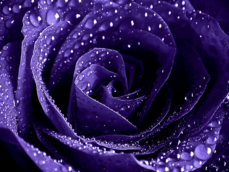 Enchantment Purple Rose with water droplets, Love, Water droplets, Genuine, Elegent, Royalty, HD wallpaper