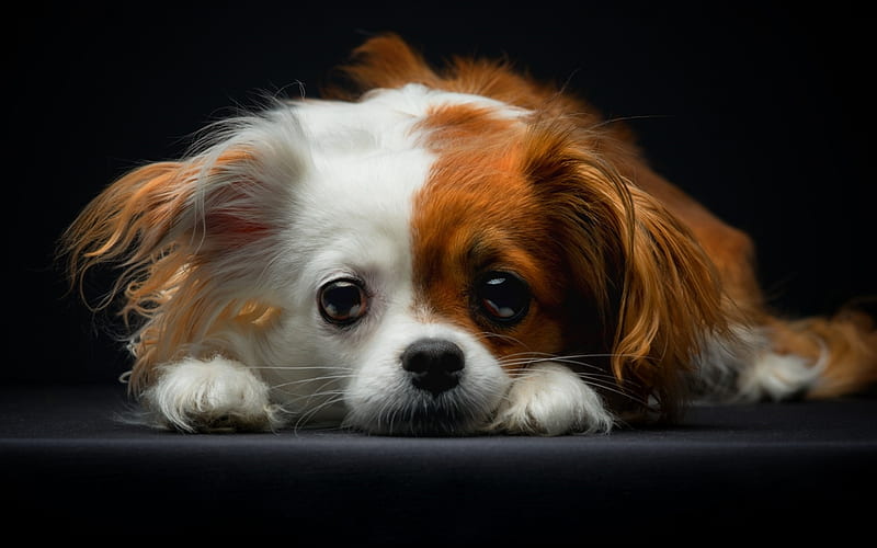 Continental toy spaniel, Papillon, cute little puppy, big eyes, pets, dogs, puppies, brown white dog, HD wallpaper