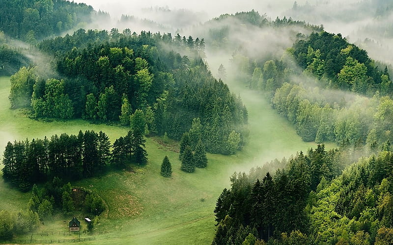 The Misty Green Forests, graph, forest, scenic, homestead, woods, trees, fog, green, mists, naturel, HD wallpaper
