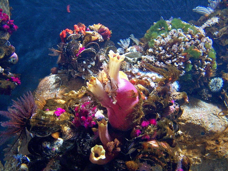 at-the-aquarium, life, fish, ocean, colors, beauty, nature, HD wallpaper