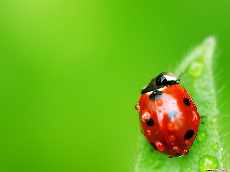 Ladybug on Leaf, red, ladybug, green, dots, black, leaf, HD wallpaper