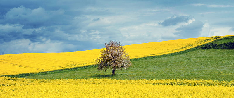Yellow Flower Field background, HD wallpaper