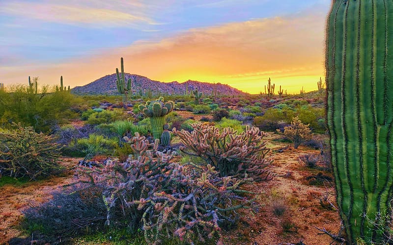 Warm Winter Sunrise in the Sonora Desert, Arizona, sky, clouds, colors, landscape, cactuses, usa, HD wallpaper