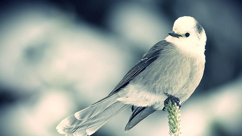 Pájaro blanco negro en el borde de la flor en desenfoque blanco negro  pájaros, Fondo de pantalla HD | Peakpx