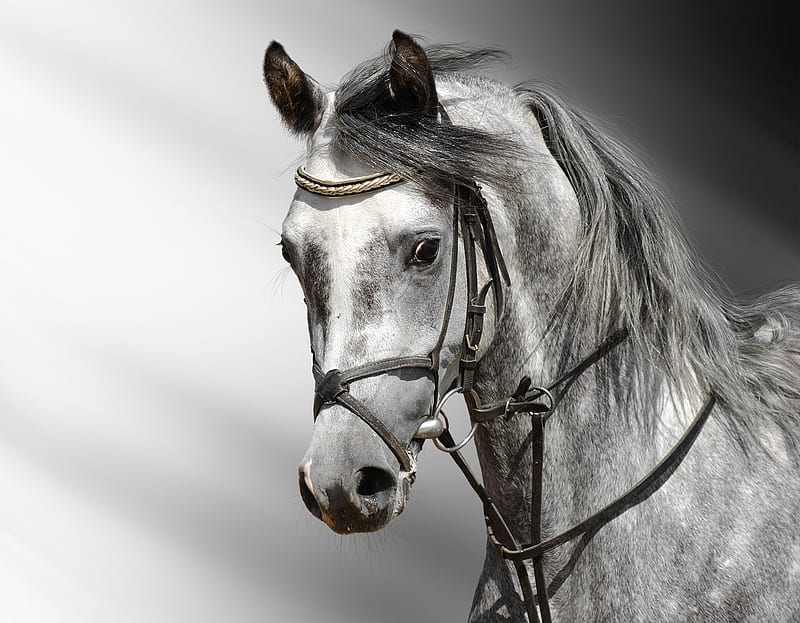 Horse, best, cool horses, nice white horse, HD wallpaper