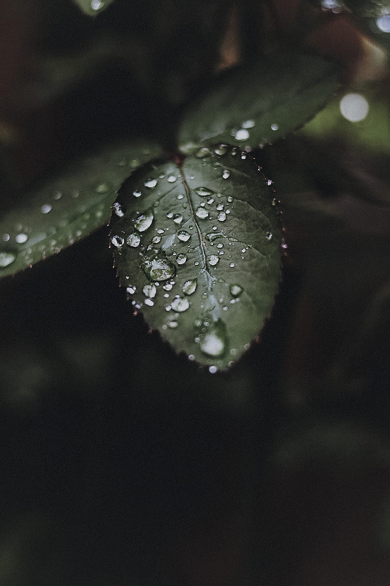 water droplets on green leaf, HD phone wallpaper