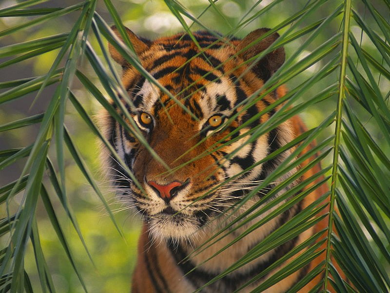 Tiger Peeking Though Limbs, tree, leaves, tiger, cat, HD wallpaper