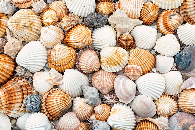 Seashells, texture, summer, shell, vara, scoici, HD wallpaper