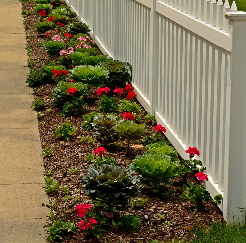 Rose Lined Fence, red roses, summer fence, rose bush, white fence, scenic fence, HD wallpaper
