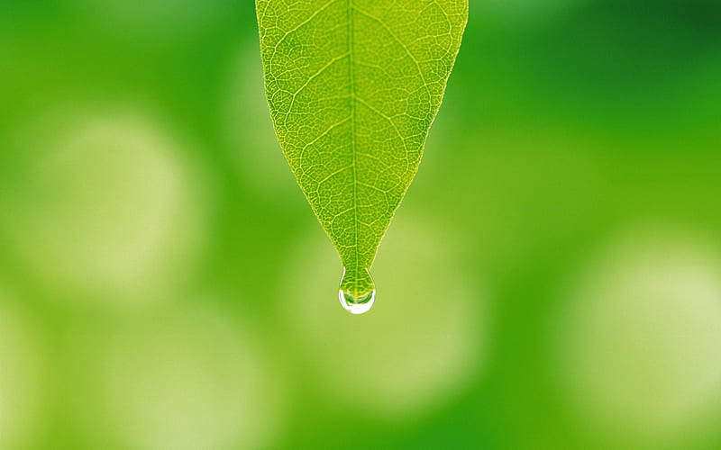 15 -A water drop hanging on leaf tip-Dewdrop on green leaf, HD wallpaper