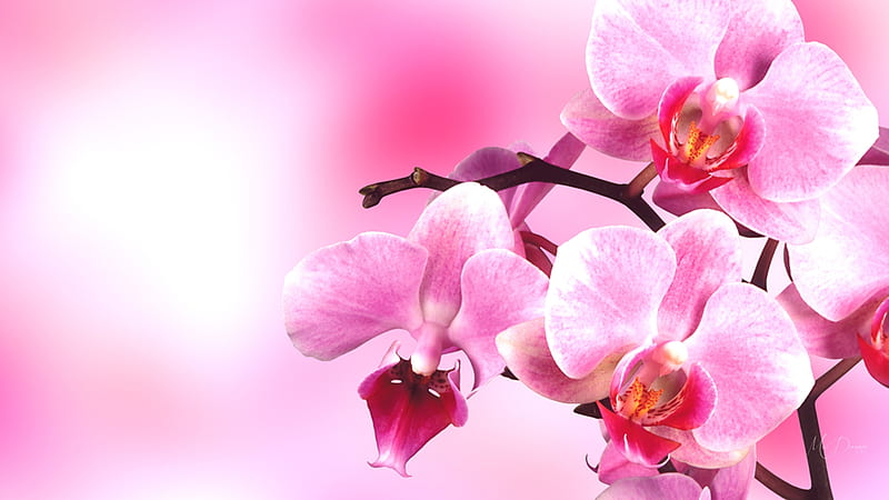 Pink Orchids, orchids, exotic, flowers, blooms, delicate, pink, HD wallpaper