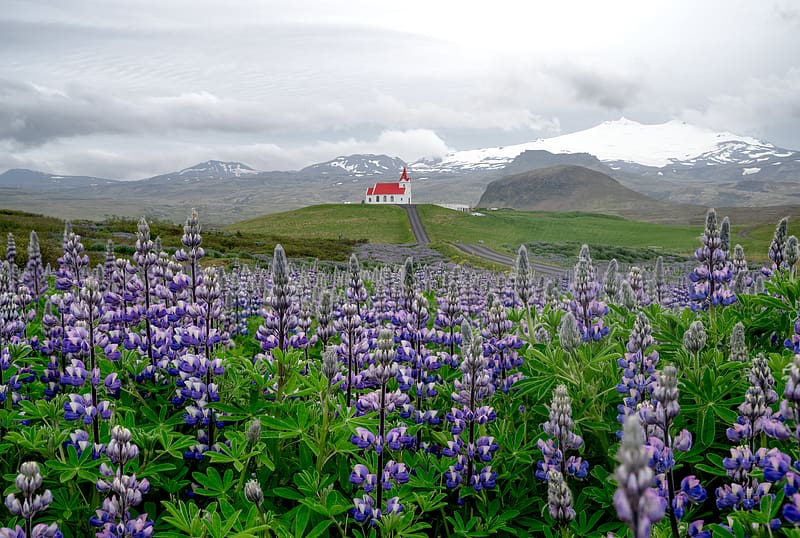 lupins, inflorescences, field, road, house, mountains, HD wallpaper