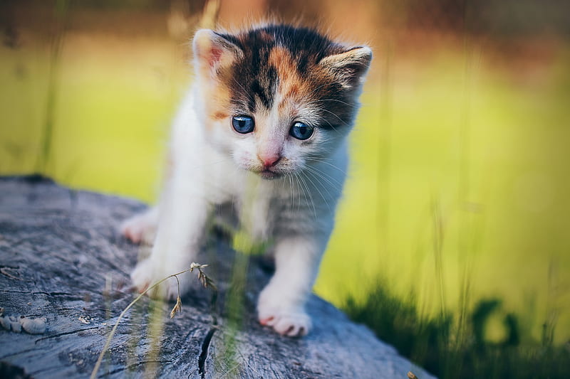 Blue Eyes Cat, cat, animals, HD wallpaper