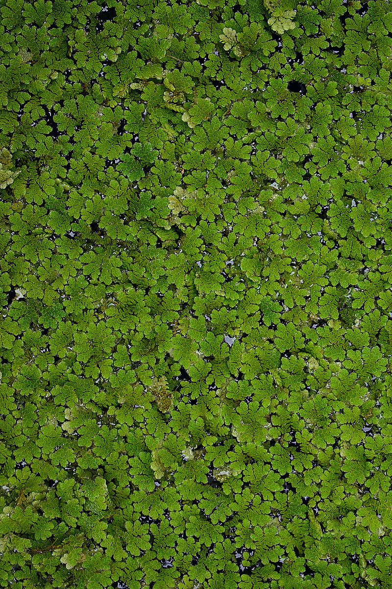 Water Plant, asola, grass, green, waterplant, HD phone wallpaper