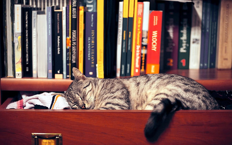 Tired to read, sleep, book, cat, kitten, animal, HD wallpaper