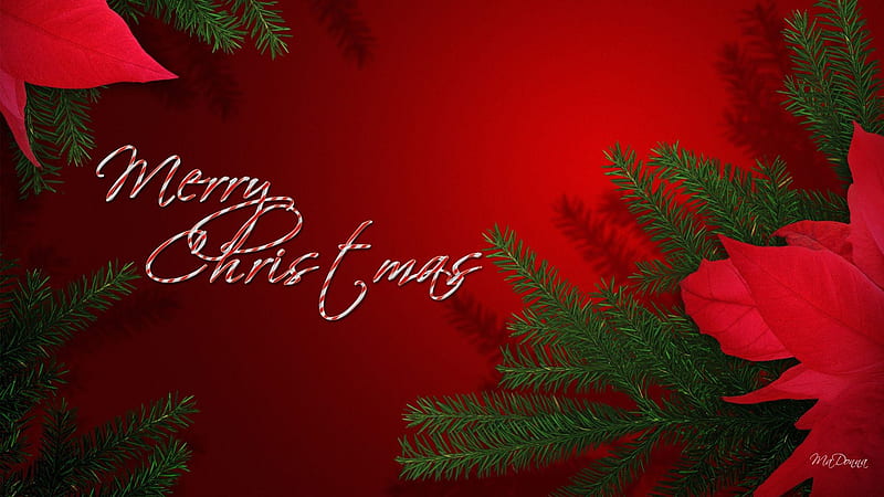 Simple Christmas, red, peppermint, feliz navidad, christmas, xmas, green, flower, simple, fir, candy cane, poinsettia, spruce, HD wallpaper