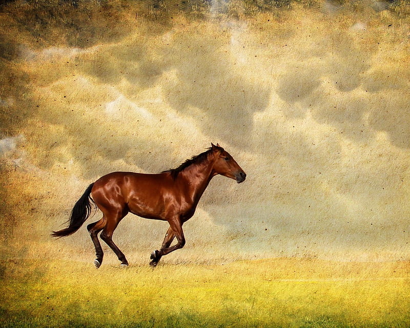Horse, abstract, horses, landscape, HD wallpaper