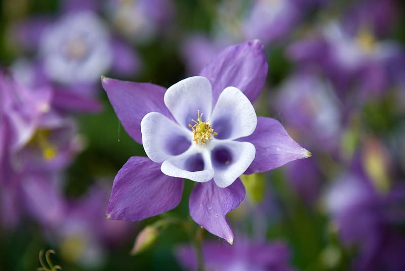 Aquilegia Saximontana, blue, white, flower, nature, HD wallpaper