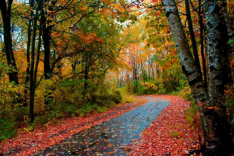 Warimont Park Walk, path, forest, autumn, nature, HD wallpaper | Peakpx