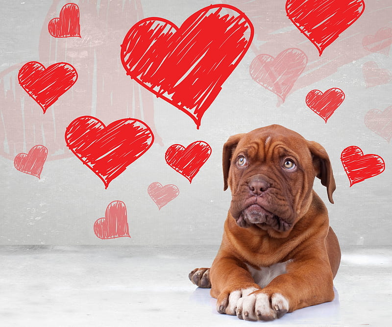 Happy Valentine's Day!, cute, red, heart, caine, valentine, puppy, dog,  animal, HD wallpaper | Peakpx