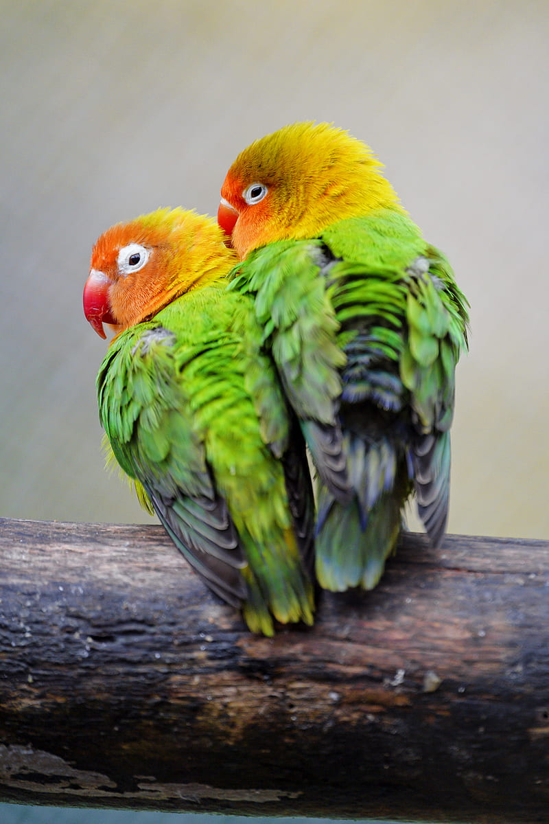 lovebirds, parrots, birds, pair, colorful, HD phone wallpaper
