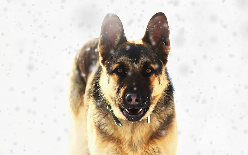 German Shepherd Dog, art, winter, snow, pets, dogs, HD wallpaper