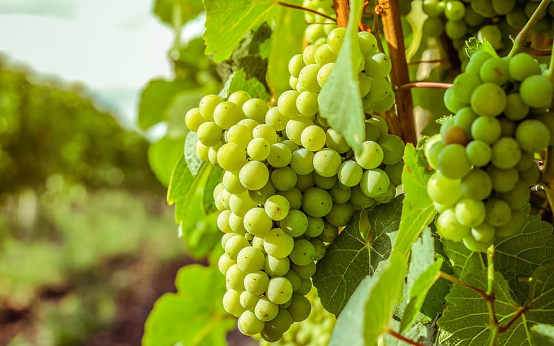 white grapes, autumn, harvest, green grapes, bunch of grapes, HD wallpaper