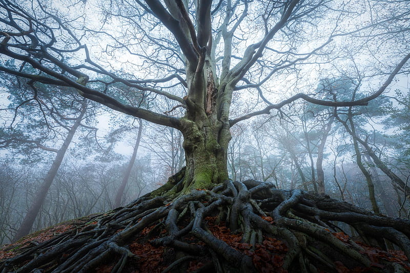 Old Tree, fog, forest, heal, nature, netherland, old, root, roots, tree, HD wallpaper