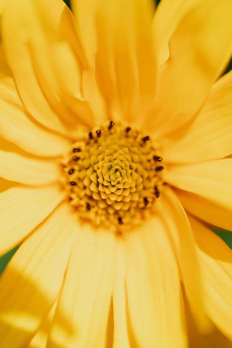 Yellow Flower in Macro Shot, HD phone wallpaper