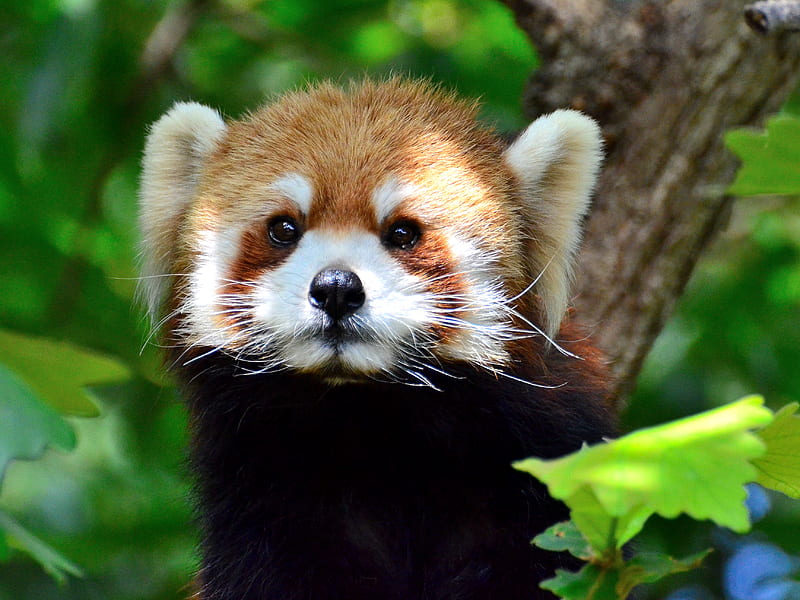 Red panda, glance, tree, leaves, wildlife, animal, HD wallpaper | Peakpx