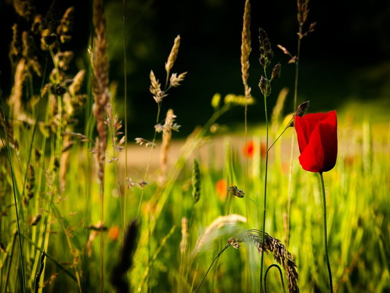 in the field, poppy, grass, plant, spring, shrub, road, field, HD wallpaper
