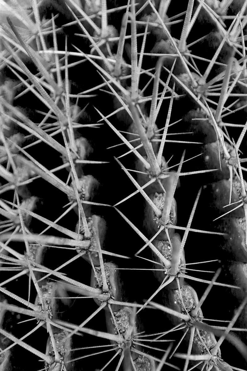 cactus, needles, macro, black and white, HD phone wallpaper