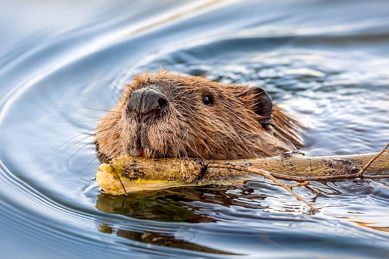 Euroasian Beaver, animal, beaver, rodent, euroasian, HD wallpaper