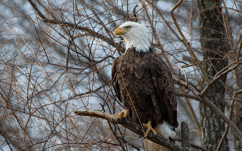 bald eagle, beautiful bird, eagle, tree, birds of prey, North America, USA, symbol of USA, HD wallpaper