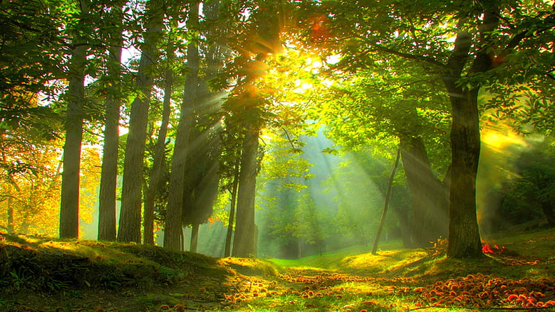 Beautiful Forest Scenery View With Sunbeam Forest, HD wallpaper
