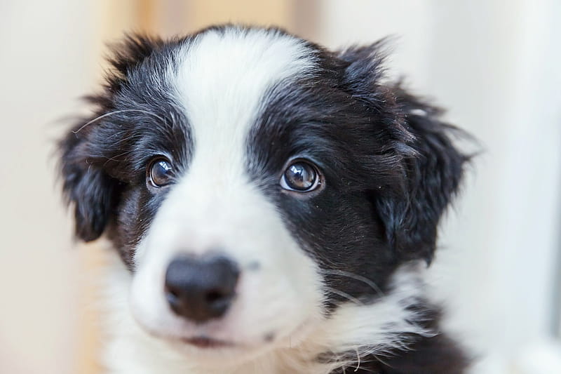 BBB Reveals the Latest Online Puppy Scams, Border Collie Puppy, HD wallpaper