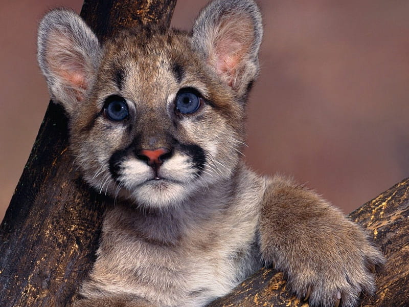 Baby Cougar, cub, tree branch, cougar, HD wallpaper
