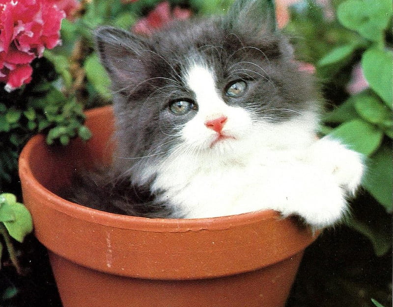 Kitten in the flower pot, feline, gray, flowers, flowerpot, white, kitten, HD wallpaper