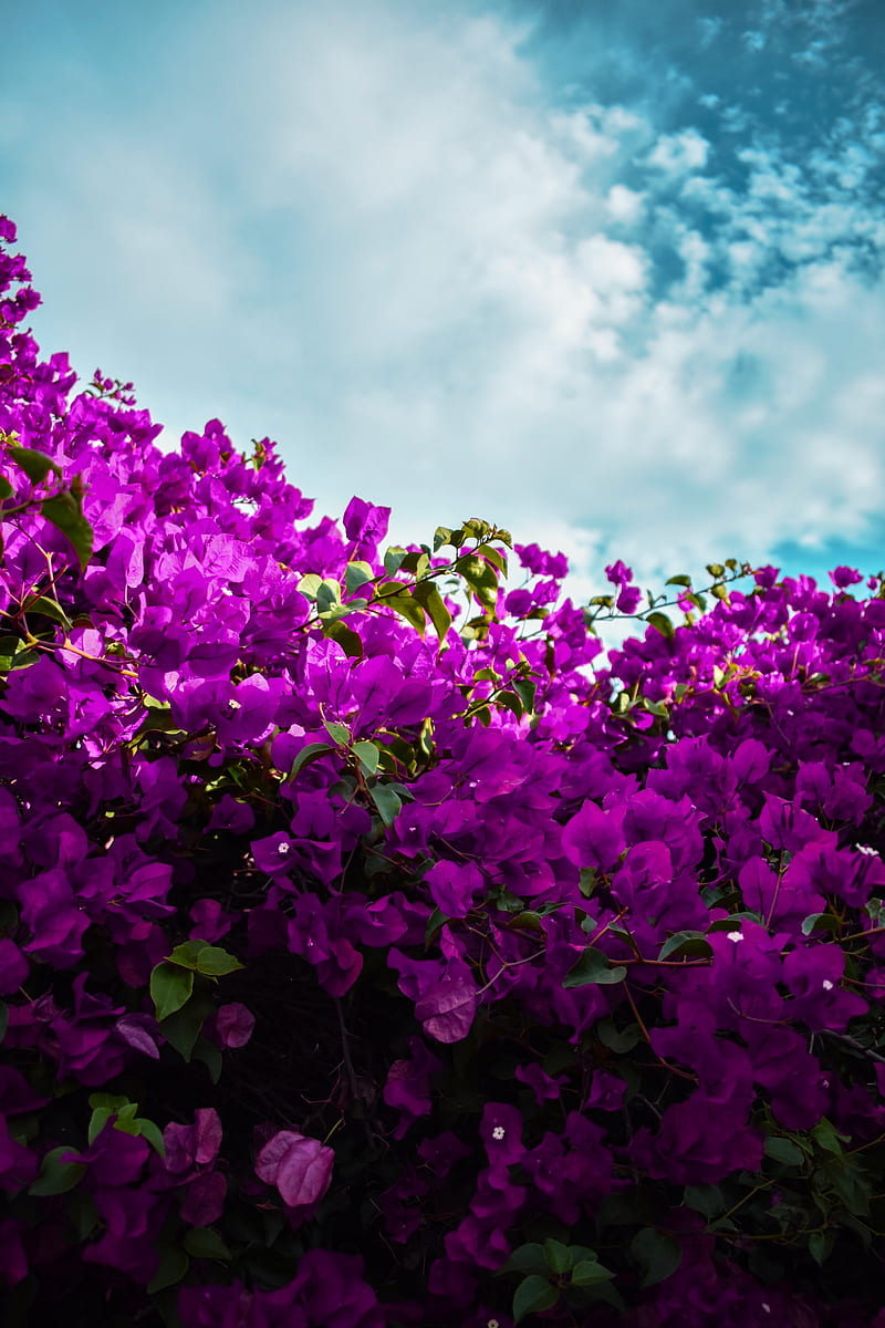bougainvillea, flowers, purple, bloom, sky, clouds, HD phone wallpaper