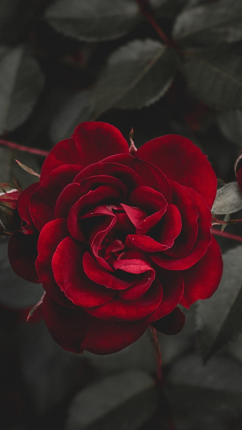 Red rose, flower, dark, lockscreen, HD phone wallpaper | Peakpx