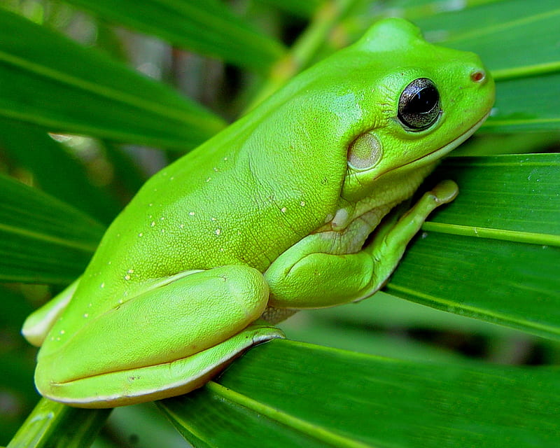 Green tree frog, graph, frog, amphibian, animals, HD wallpaper