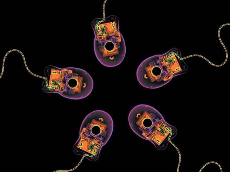 X-Rayed Mouses, insides, mouse, computer, cord, x-ray, HD wallpaper