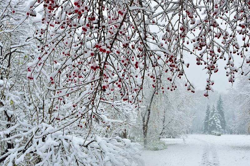 Snowfall In City Park, park, trees, sky, winter, apple tree, snowing, footpath, snow, peaceful, fir, HD wallpaper