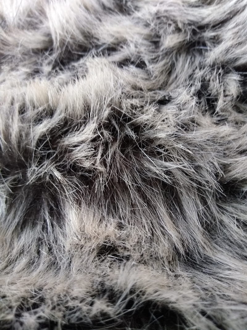 Fur , wolf, HD mobile wallpaper