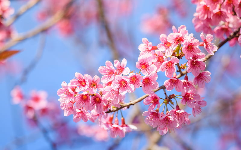 Primavera, sakura, flor, cielo, rama, rosa, flor de cerezo, azul, Fondo de  pantalla HD | Peakpx