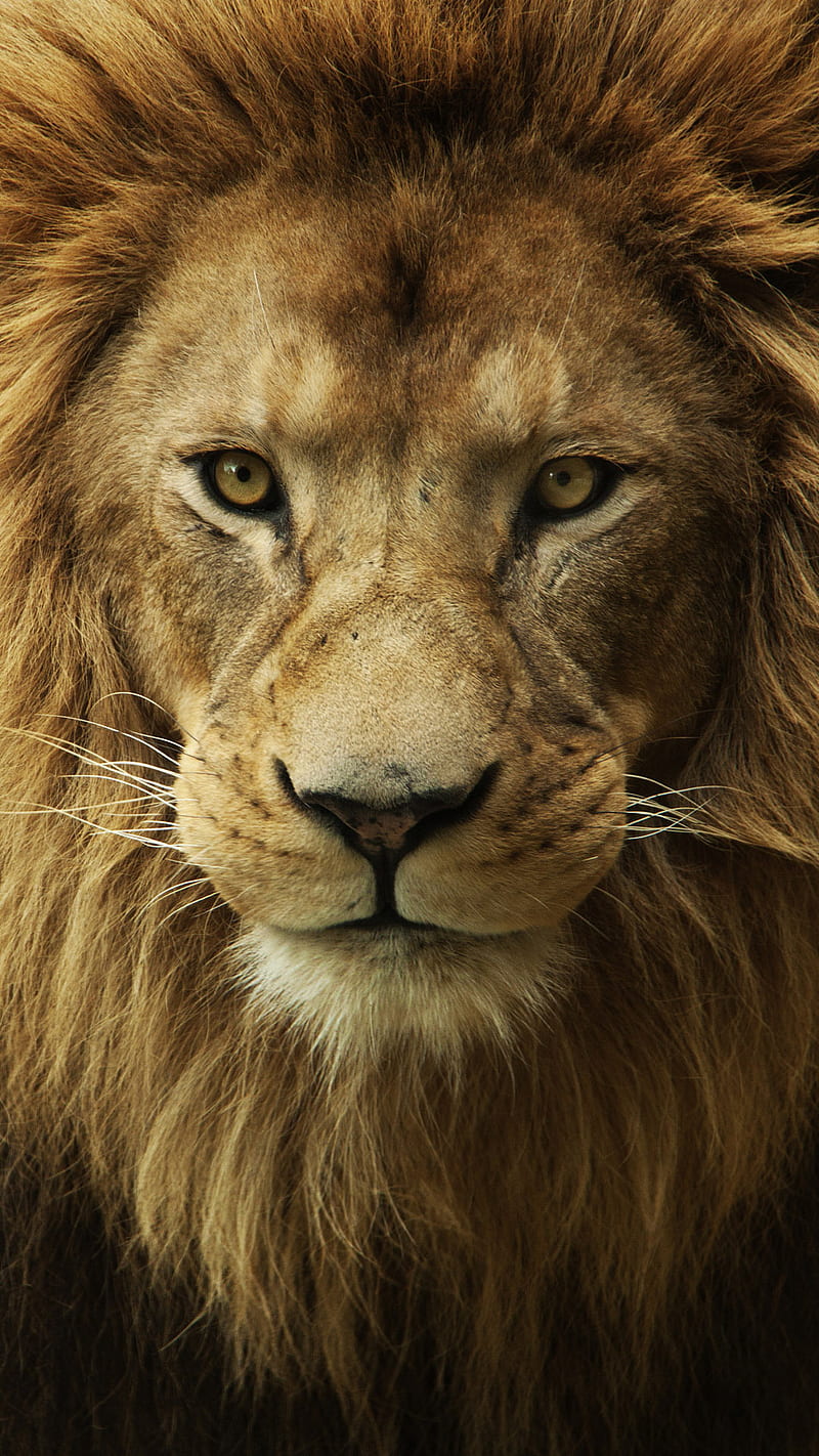 Lion animal, close up, king, wild, HD phone wallpaper