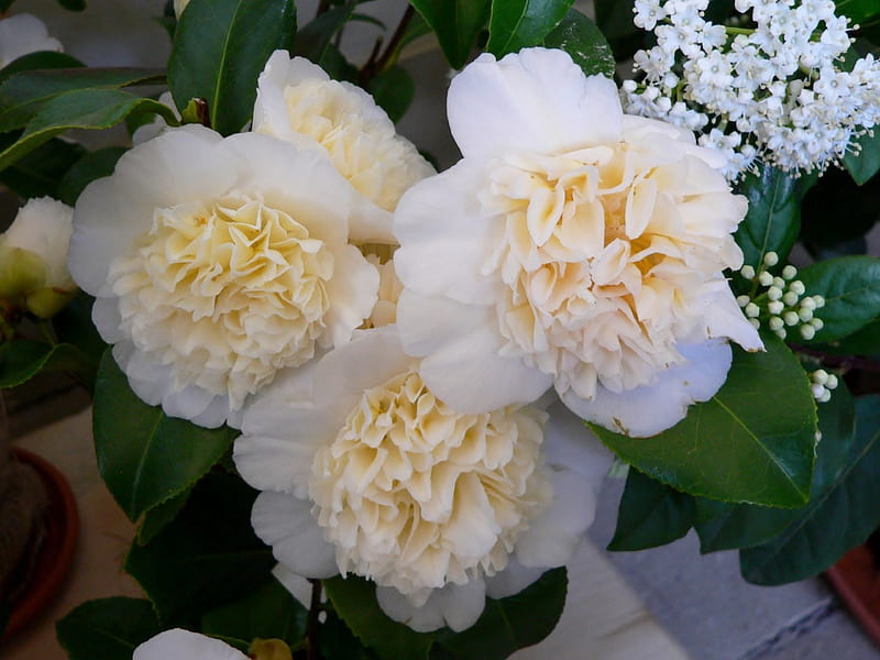Beautiful Camellias, plants, flowers, nature, bonito, white-yellow, white, camellia, HD wallpaper