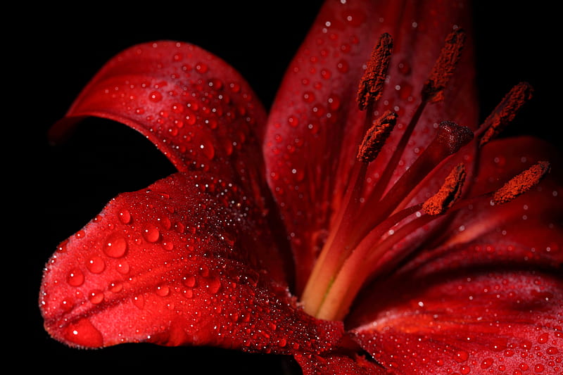 Lily, red, wet, black, bonito, drops, elegantly, graphy, nice, cool, flower, harmony, HD wallpaper