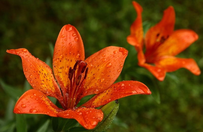 lirios naranjas ***, flores, color, naturaleza, naranja, Fondo de pantalla  HD | Peakpx