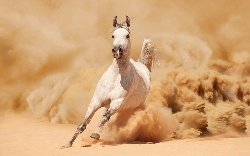 White Horse, art, horses, race, HD wallpaper